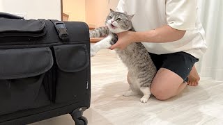 絶対に病院に行きたくない猫が全力拒否してこうなっちゃいました…【もちまる日記】