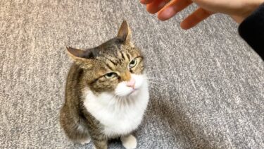 数ヶ月ぶりに実家の猫に会ったら忘れられていて不審者扱いされた…【てん動画】