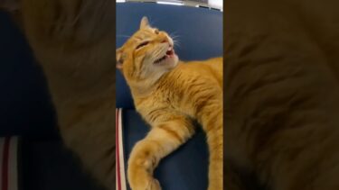 切符売り場に行くと猫が寝ていて癒やされる【感動猫動画】