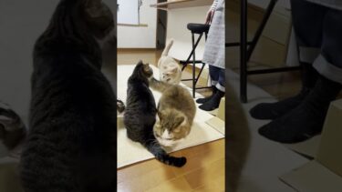 みんなが集まると必ずこの流れになります【ひのき猫】