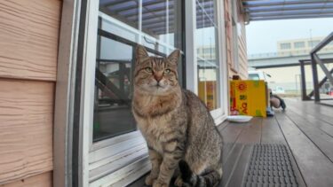 朝の切符売り場、開店を待つ猫【感動猫動画】