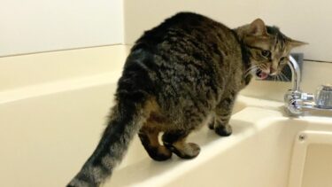 どうしても飼い主と一緒にお風呂に入りたい猫…【てん動画】