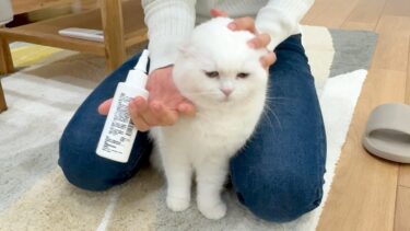 猫に耳掃除をしたら大声で鳴いちゃいました…！【ポムさんとしまちゃん / ねこべや】