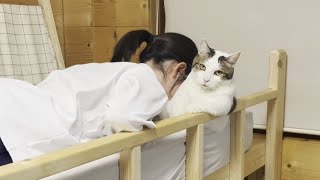 ピアノの練習で疲れた娘を全身で癒してあげる猫【ひのき猫】