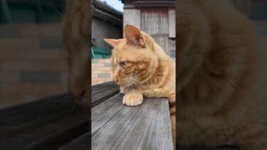 モグラ叩き猫【感動猫動画】