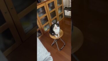 振り返るのを、どれだけ我慢できますか？【ひのき猫】