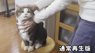 通常再生版 ホットケーキを作るお母さんに「撫でて」と鳴く猫【ひのき猫】