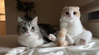 高熱で寝込んでる飼い主が心配な猫たちが枕元で一晩中こうなってました…【もちまる日記】