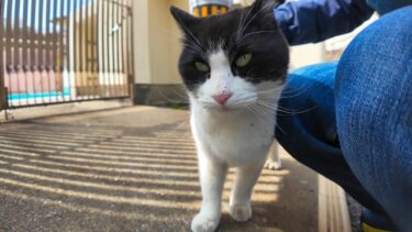 猫島の路地裏で出会ったハチワレ猫ちゃん、空地に着くと寝転んでナデナデを要求してきた【感動猫動画】