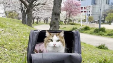 早朝、扇町公園に桜見物に行ったけど寒くて早く帰りたくなった猫【ひのき猫】