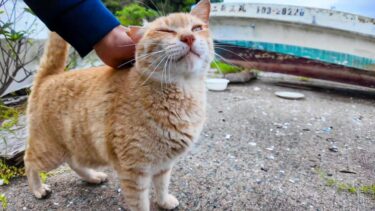 漁港の舟の下にいた野良猫がモフられに出てきた【感動猫動画】