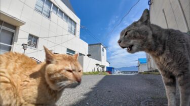 猫島の商店前広場で猫のケンカ【感動猫動画】