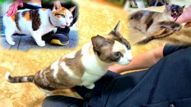 外で三毛猫と会って帰宅した時にうちの猫２匹がそれぞれこのようになり👃💦【CuteWoo】