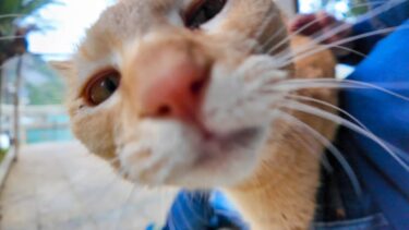猫島の神社にいる猫ちゃん、参拝者がくると出てきて甘えてきてカワイイ【感動猫動画】