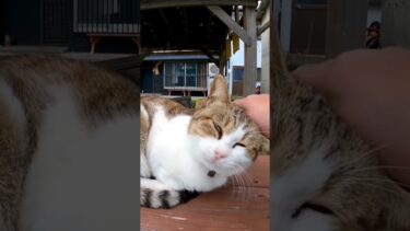 屋台のカウンターに座っていた猫をナデナデしたら猫は喜んで懐いてきた【感動猫動画】