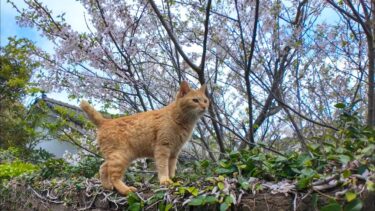 神社ゴロン猫「神社の裏ならまだ桜咲いてるニャン」【感動猫動画】