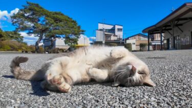 背中を撫でると寝転んでゴロンゴロンする公園の猫がカワイイ【感動猫動画】
