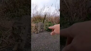 小雪の中、夕方の猫の集会に行ってきた【感動猫動画】