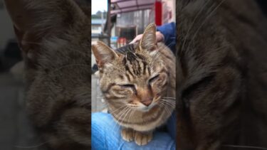 猫島の商店のベンチに猫が座っていたので隣に座ってナデナデしてきた【感動猫動画】