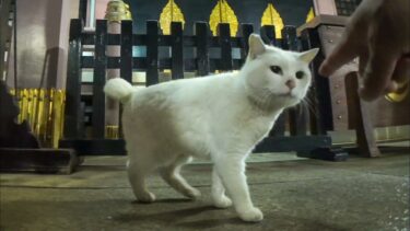 夜の神社で出会った白猫ちゃんはちょっと人見知り【感動猫動画】