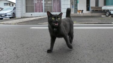 神社の猫ちゃん今日は通りに出ていました【感動猫動画】
