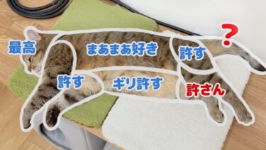 しま猫の触っても良い場所とダメな場所！【ポムさんとしまちゃん / ねこべや】