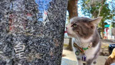 神社境内をパトロールする猫ちゃん、途中喉が渇いたので手水を飲む【感動猫動画】