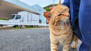 夕方雨が止んだので漁港に行ってみると猫が足元に擦り寄ってきた【感動猫動画】