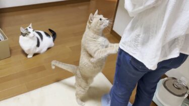 ひのき7歳のお誕生日会で初めてみんなで1つのお皿でおやつを食べました【ひのき猫】