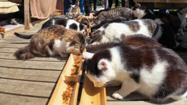 【島のえき】猫の昼御飯の時間です【感動猫動画】