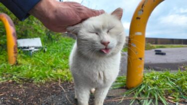 駐車場奥の白猫地帯で唯一の社交的な白猫ちゃん、雨上がりで足元悪い中でも出てきてくれた【感動猫動画】