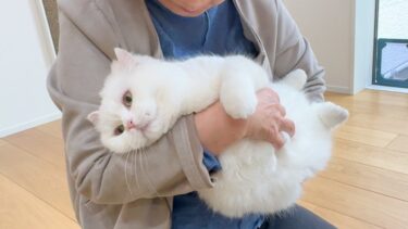 母親に抱っこされてぬいぐるみ化した猫…笑【ポムさんとしまちゃん / ねこべや】