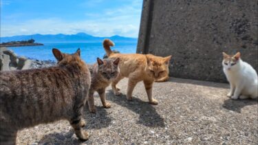 海辺の猫の集会【感動猫動画】