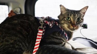 車中で始まる猫の大合唱☆猫にとって夢のような場所に行ってみた　【リキちゃんねる　猫動画】 キジトラ 猫のいる暮らし