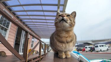 島への配送荷物を確認するフェリー乗り場の猫【感動猫動画】