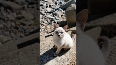 防波堤にいた子猫がかわい過ぎる【感動猫動画】