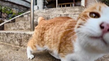 神社の階段でゴロンゴロン転がる猫がかわい過ぎる【感動猫動画】