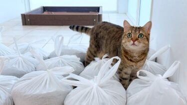 猫に黙って砂場を撤去したら拗ねちゃいました…【ポムさんとしまちゃん / ねこべや】