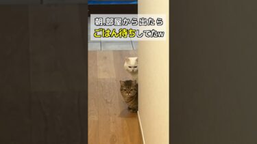 朝、部屋から出たら猫がごはん待ちしてたw【ポムさんとしまちゃん / ねこべや】