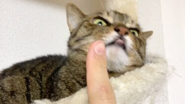 飼い主の指があまりにも臭すぎて必死に顔を背ける猫…【てん動画】