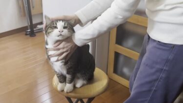 ホットケーキを作るお母さんに「撫でて」と何度も鳴く猫【ひのき猫】