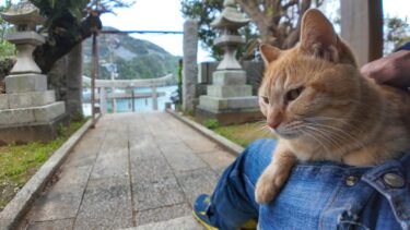 神社の石段に座ると猫が膝の上に乗ってきた【感動猫動画】