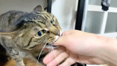 不在だった飼い主が帰宅して嬉しすぎて感情が爆発する猫…【てん動画】