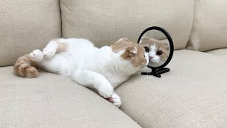 爆睡中の猫の前に鏡を置いてみたら起きたときのリアクションが100点すぎましたw【もちまる日記】