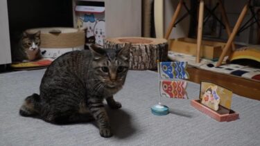 食いしん坊猫は『こいのぼり』も美味しそうに見える？ 【リキちゃんねる　猫動画】 キジトラ 猫のいる暮らし