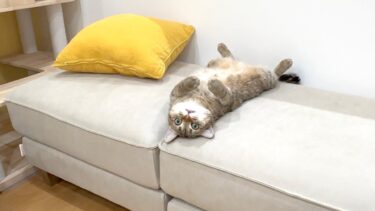 猫用に大きなソファを買ったらこうなった…笑【ポムさんとしまちゃん / ねこべや】