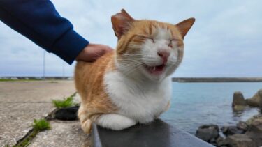 防波堤の猫ちゃん、背中を撫でられると思わず声を出す【感動猫動画】