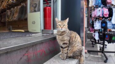 イスタンブールの街の商店の店先で客引き業務を請負うフリーランス招き猫たち【感動猫動画】