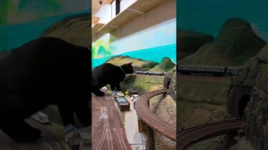 列車を見守る巨大黒猫ちゃんがカワイイ【感動猫動画】