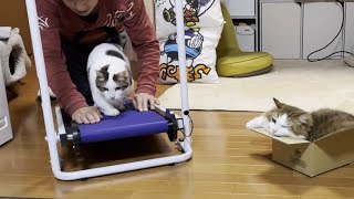 ついにルームランナーで歩き始めた猫【ひのき猫】